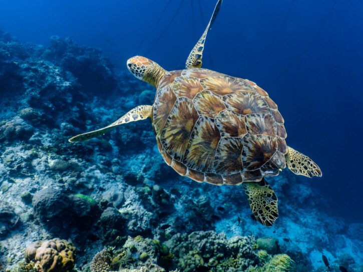 7 storie di donne straordinarie da conoscere se ami il mare