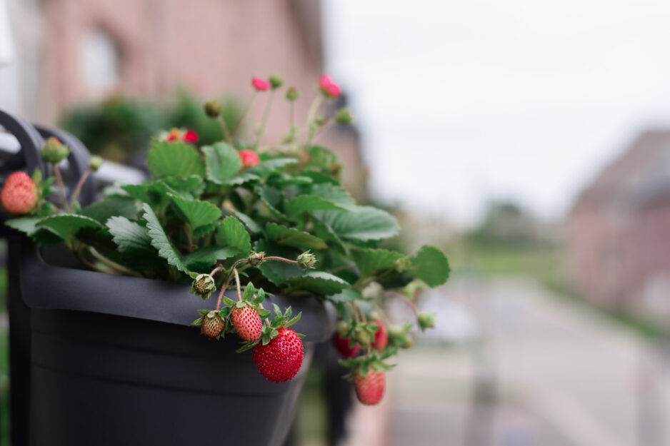 Coltivare le fragole in balcone e non solo