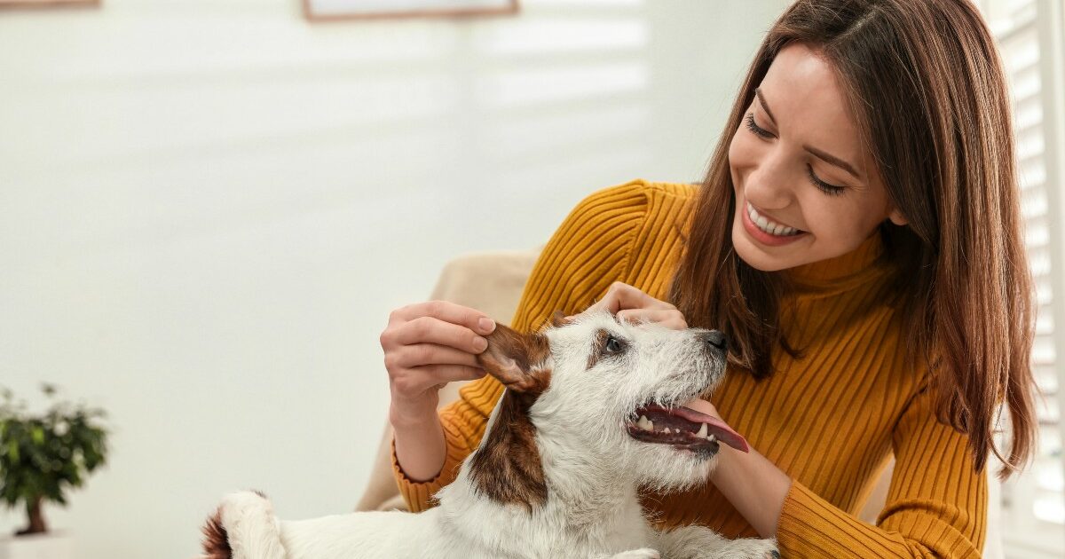 Come Capire Se Il Cane Ti Ha Scelto Come Padrone