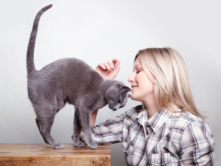 Perché un gatto è il compagno di vita ideale