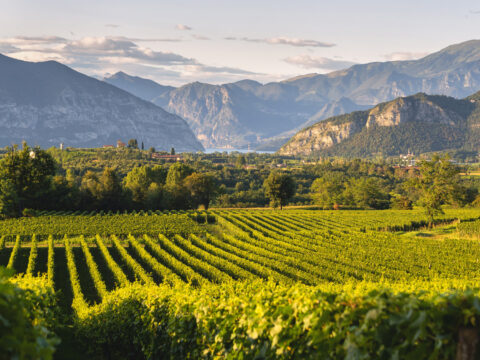 In Franciacorta l’estate è gourmet: 3 itinerari consigliati