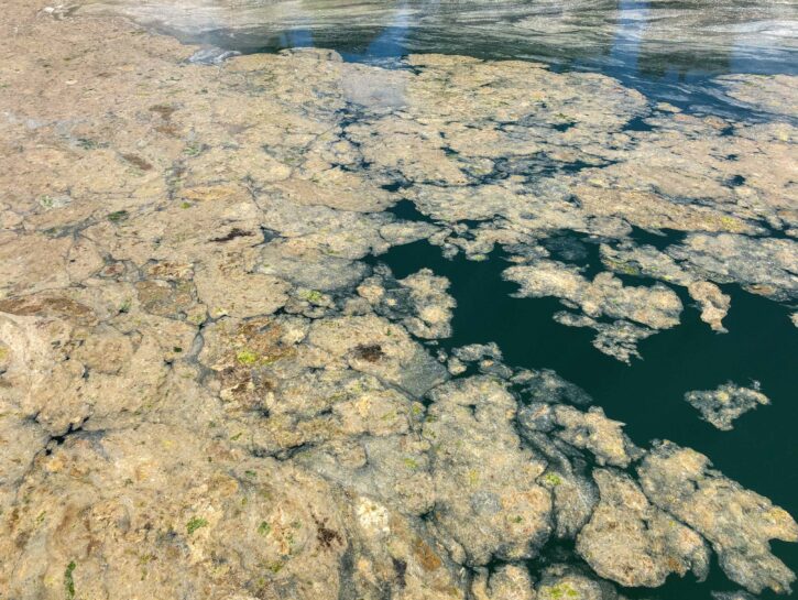 Alghe tossiche: occhio alle reazioni allergiche