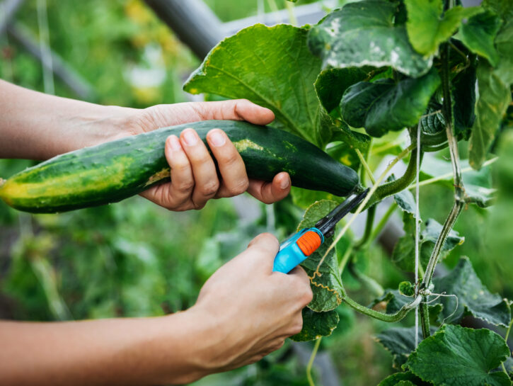 Come ravvivare una pianta di cetrioli appassita