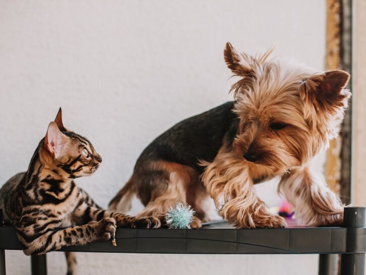 Missione possibile: cane e gatto amici per la pelle (e coinquilini felici)