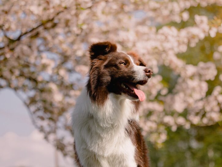 Come idratare la pelle del cane