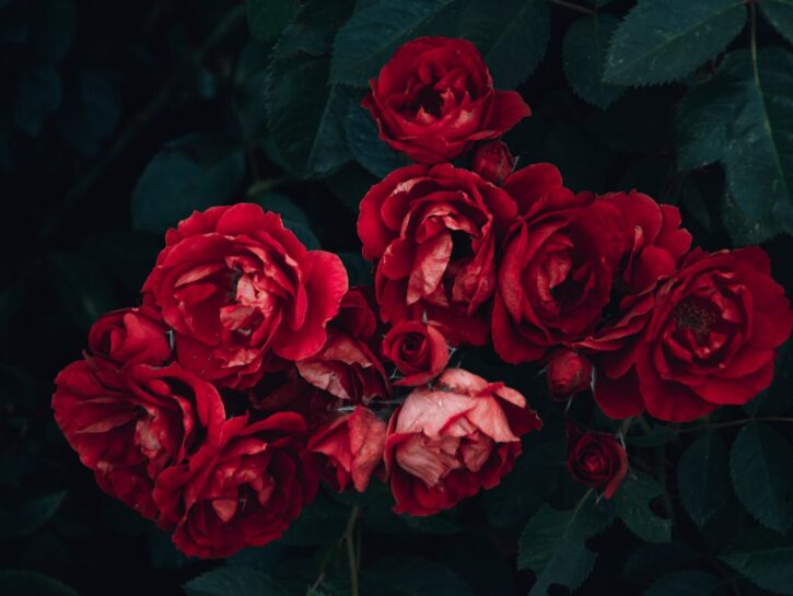 Come mantenere sempre fiorite le rose