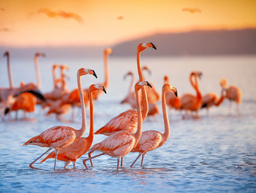 vedere i fenicotteri rosa in Italia