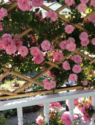 Come creare un giardino romantico (e sostenibile)