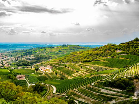 Alla scoperta dei vigneti del Veneto: itinerari in Valpolicella