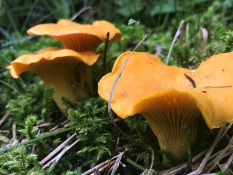 Tornano i funghi! Parti per una festa speciale sulle Dolomiti Friulane