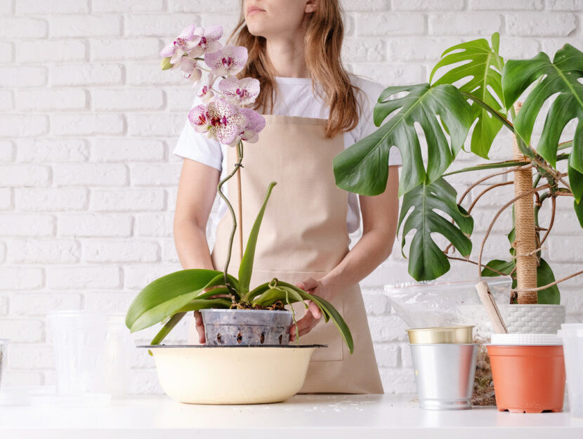 Orchidee: le specie più belle per decorare la tua casa