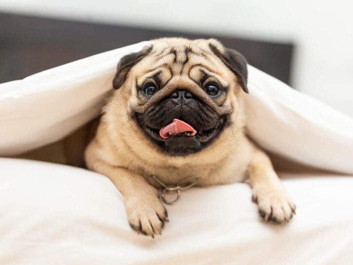 10 profili pets super carini che devi assolutamente seguire su Instagram