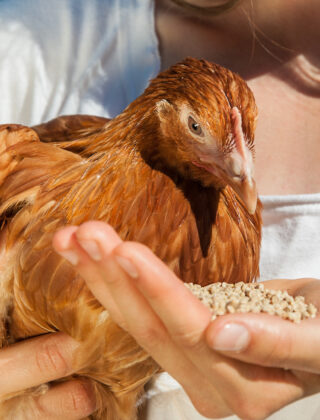 Hai mai pensato di prendere una gallina da compagnia?