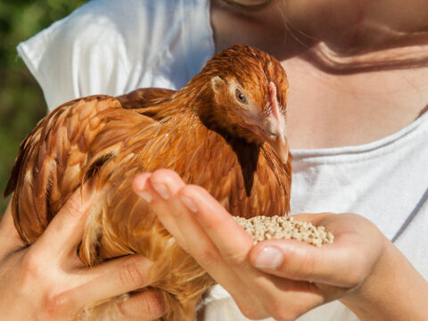 Hai mai pensato di prendere una gallina da compagnia?