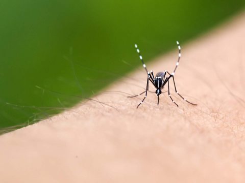 Perché la zanzara  giapponese resiste all'inverno