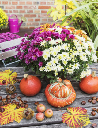 Fiori: le novità per il balcone d’autunno