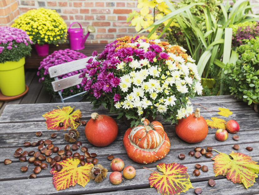 Fiori zucca balcone autunno