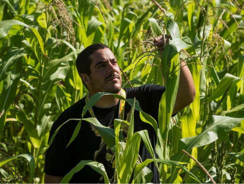 Ragazzo campo di granturco