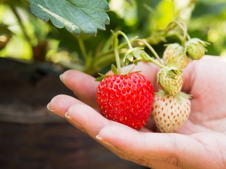 Come si coltivano le fragole