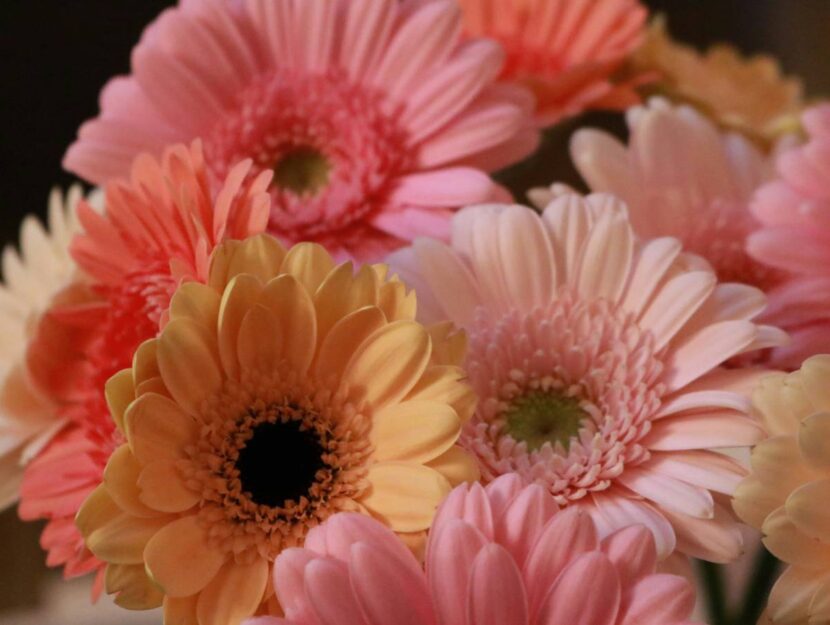 tagliare gerbera