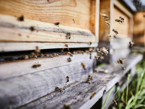 #BeeGreen Honey Day: grazie, amiche api!