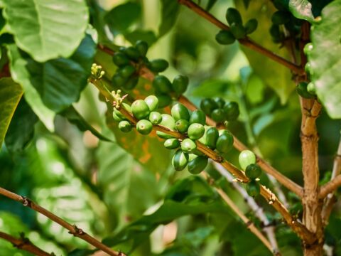 Griffonia, l'estratto naturale alleato del sonno e del relax