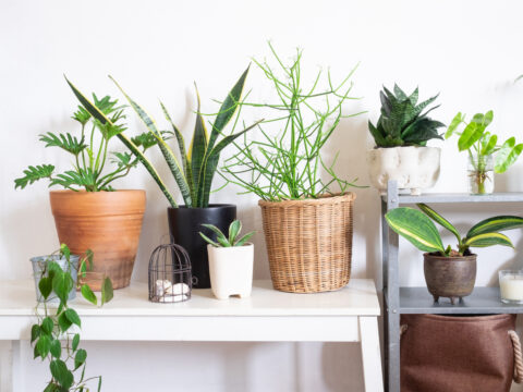 Sette piante che saranno felici in appartamento, in inverno