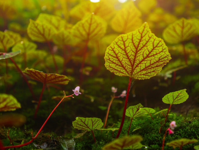 Foglie di Begonia prato