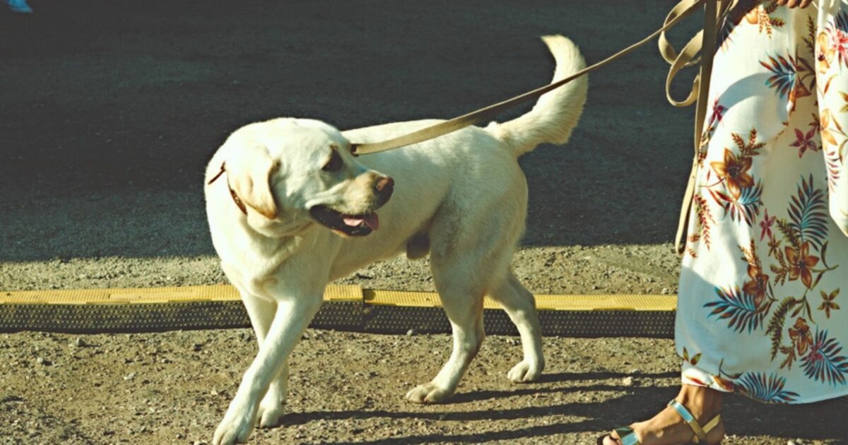 5 alternative alla passeggiata con il cane che devi considerare Donna