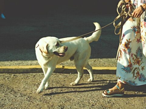 5 alternative alla passeggiata con il cane che devi considerare