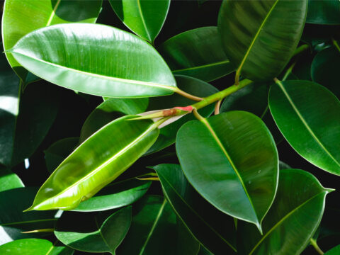 Gli amori passano, i ficus restano