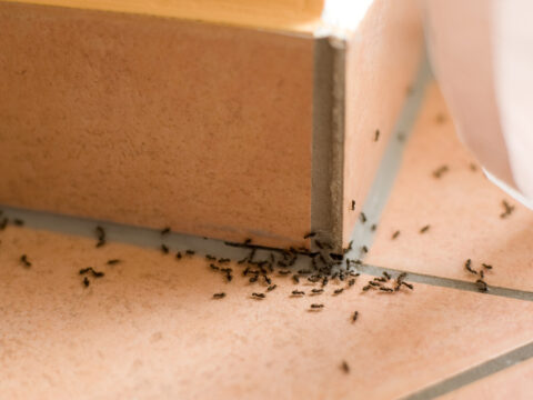 Come eliminare le formiche?