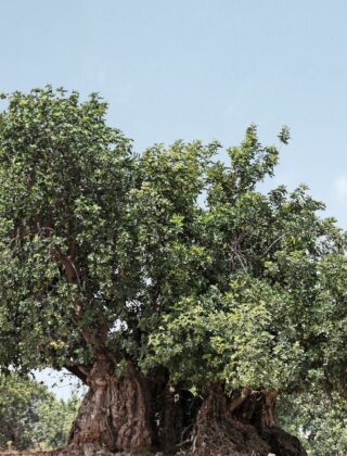 Alberi millenari: dove sono in Italia