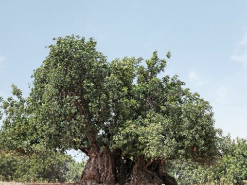 Alberi millenari: dove sono in Italia