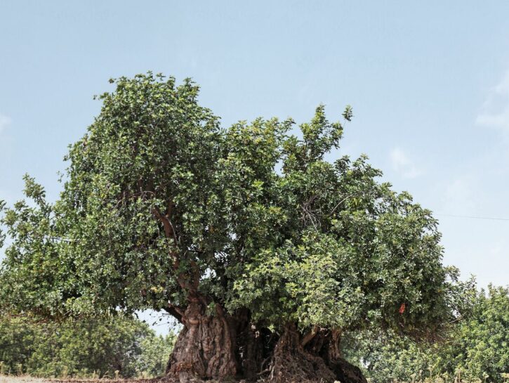 Alberi millenari: dove sono in Italia