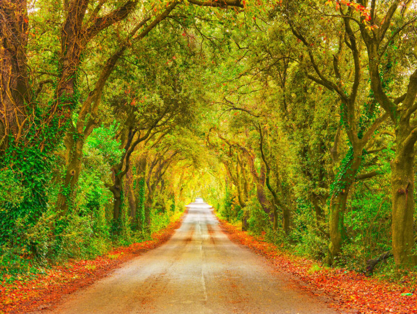 maremma autunno bosco