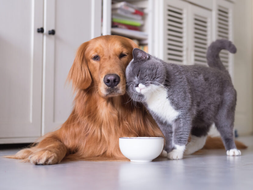 modi in cui cani e gatti fanno bene all'umore