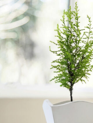 Come realizzare un kusamono, il bonsai che fa bene all’anima