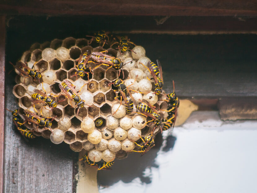 Come togliere un nido di vespe in sicurezza