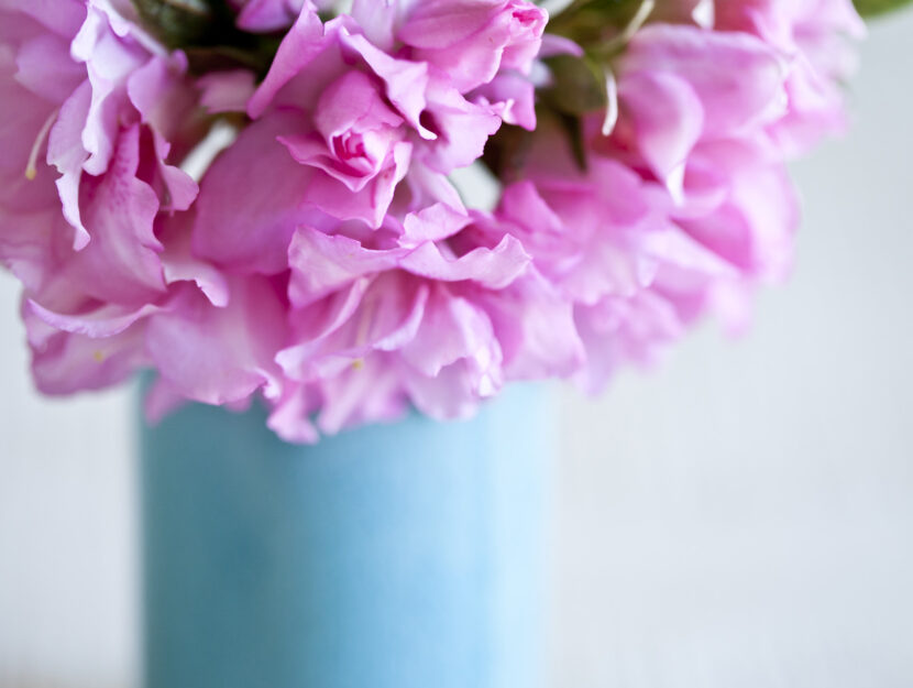 Vaso blu azalee fiori rosa