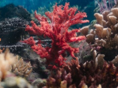Sheba® HOPE Reef, rigenerare la barriera corallina per ridare speranza agli oceani
