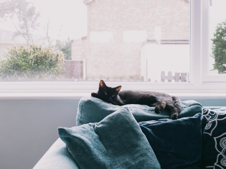 Come riparare un divano dai graffi del gatto