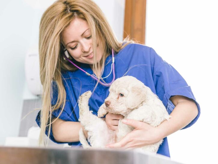 Spese veterinarie, chi può scaricarle