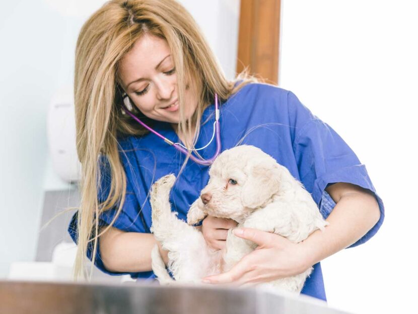 veterinaria visita cane cucciolo