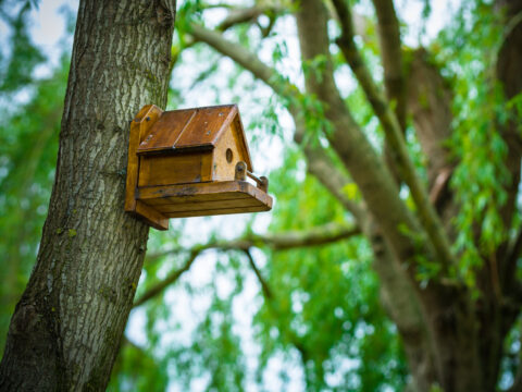 Come creare una casetta per gli uccellini rispettosa dell'ambiente