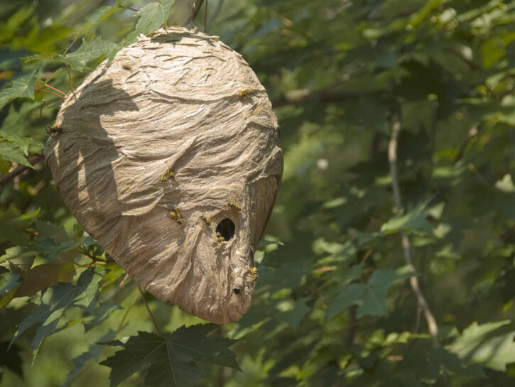 Come eliminare un nido di vespe con trattamenti naturali