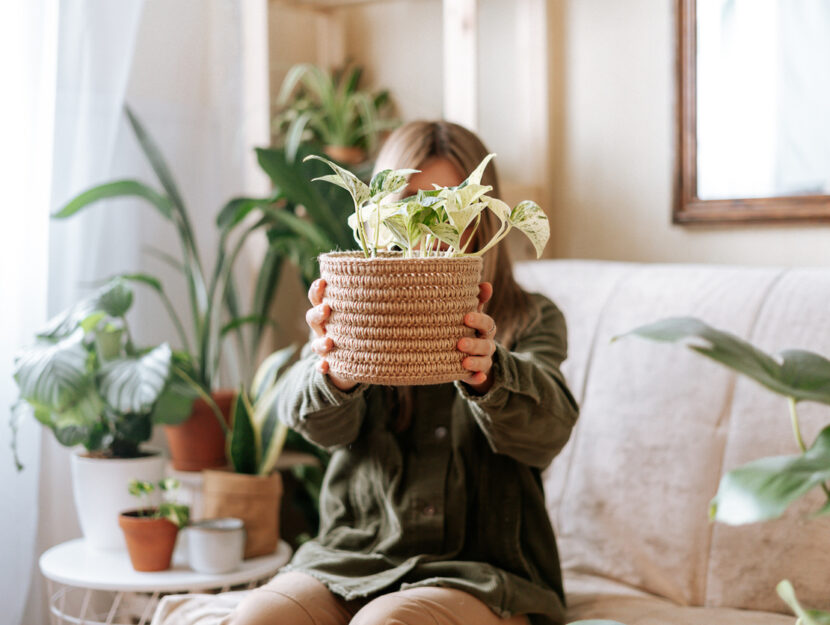 5 piante estive che ti aiutano a rendere più sana l'aria di casa tua