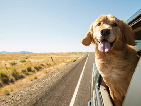 Cresce l'abbandono dei cani, tra estate e lockdown