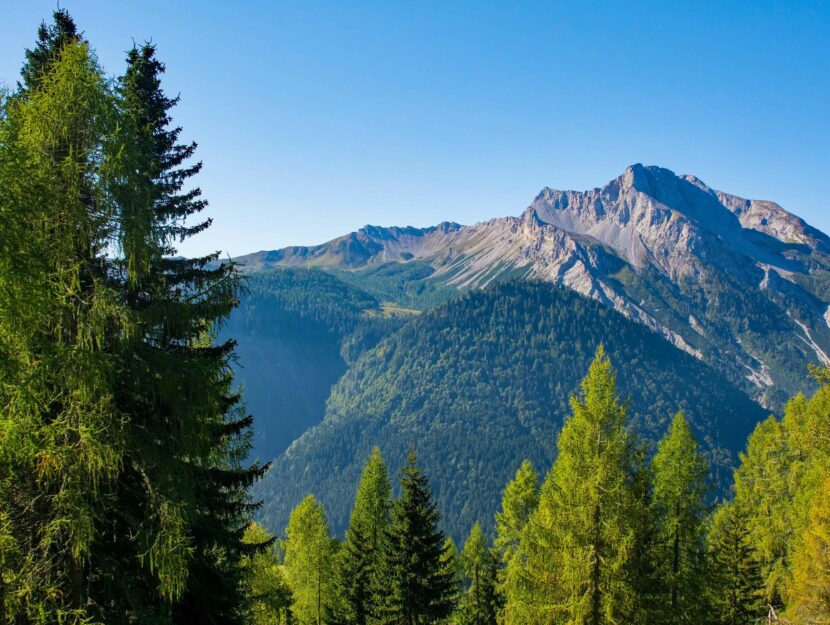 dolomiti friulane bosco prato