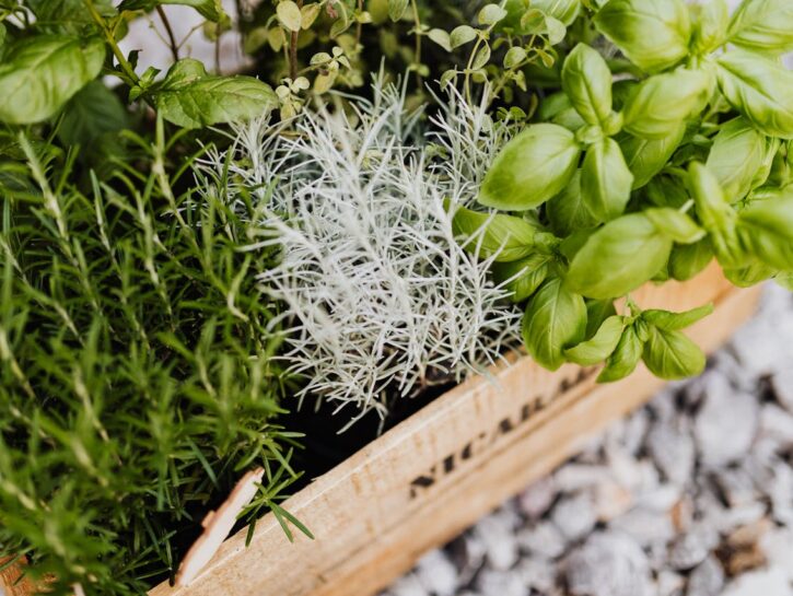 Erbe aromatiche perfette: tecniche facili per conservarle senza sprechi